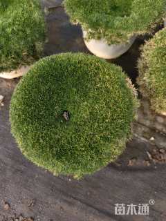 高度3厘米绿珊瑚