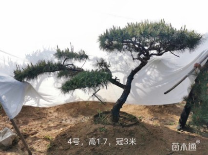 景观松