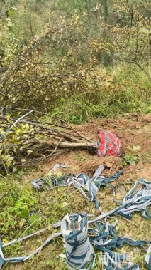 高度350厘米山茱萸