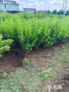 高度40厘米瓜子黄杨