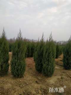 高度250厘米塔桧