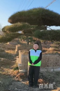 20公分造型黑松