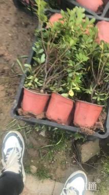 高度20厘米石岩杜鹃