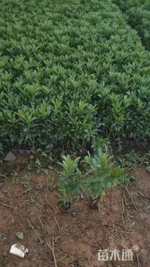 高度25厘米木春菊