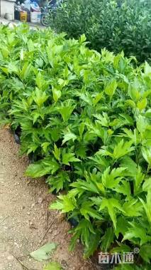 高度20厘米大红花