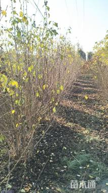 高度200厘米木槿