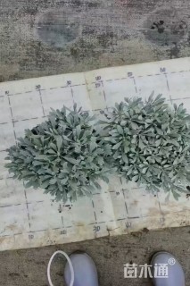 高度15厘米芙蓉菊