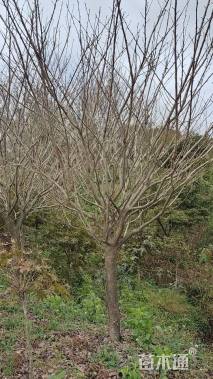 11公分日本晚樱