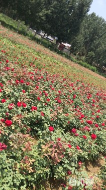 高度40厘米红帽子月季小苗