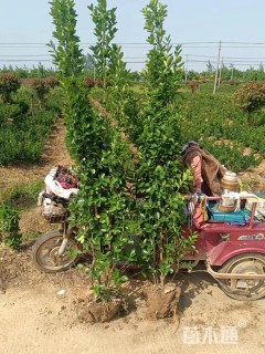 高度200厘米北海道黄杨