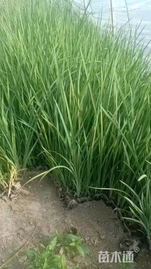 高度20厘米马兰头