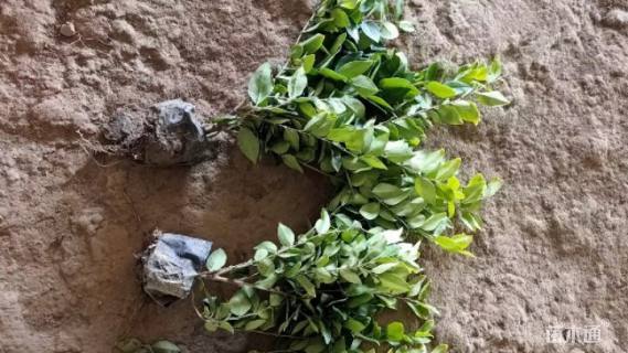 高度50厘米金森女贞