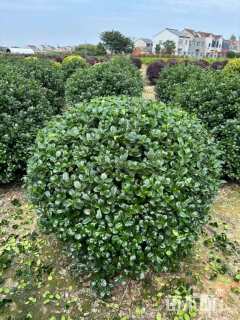 冠幅150厘米无刺枸骨球