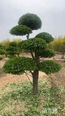 18公分造型卫矛