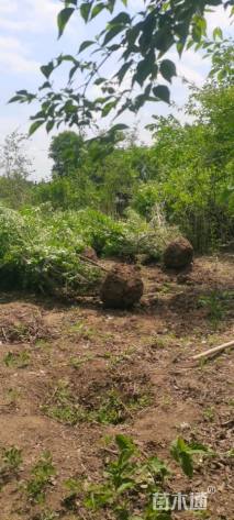 高度250厘米金银木