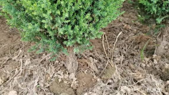 高度1.5厘米塔柏