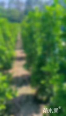 高度180厘米火山榕