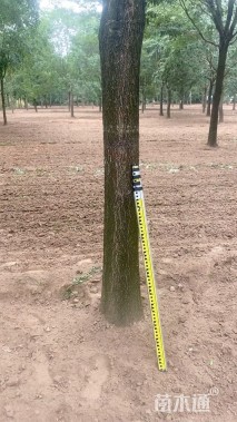 15公分流苏树
