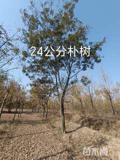 24公分朴树
