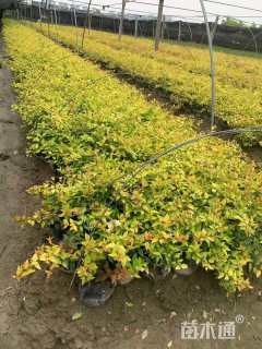 高度30厘米六道木