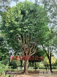 36公分金枝白蜡