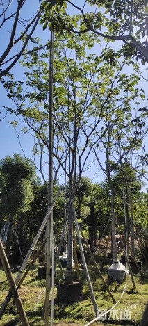 10公分红花风铃木