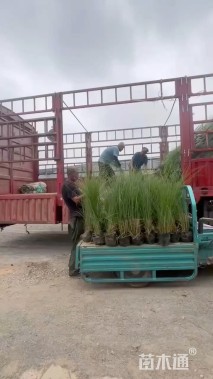 高度100厘米细叶芒