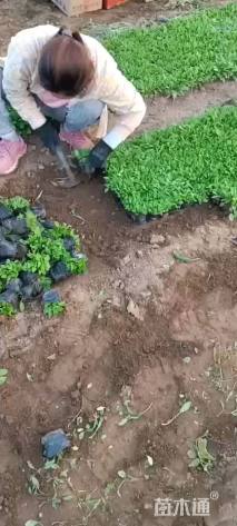 高度20厘米兰花鼠尾草