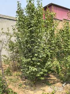 高度180厘米茶镳子