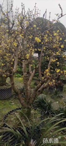 高度200厘米蜡梅