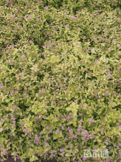 高度30厘米金山绣线菊