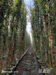 高度280厘米月季