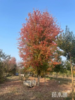 18公分美国红枫-秋火焰