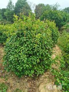 冠幅120厘米四季桂球