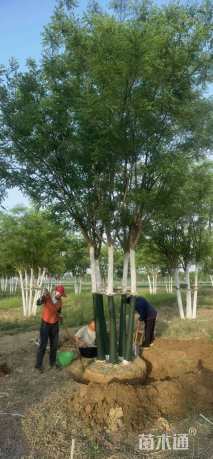 高度700厘米(6杆)丛生国槐