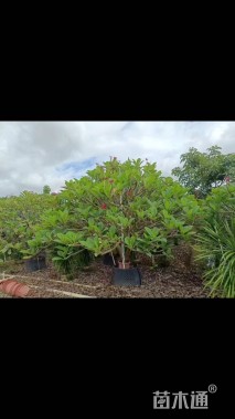 11公分红花鸡蛋花