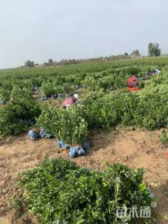 高度40厘米卫矛