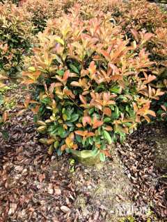 冠幅120厘米红叶石楠球