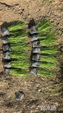 高度30厘米紫穗狼尾草