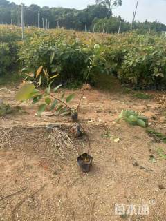 高度40厘米桉树