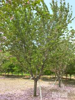 16公分日本晚樱