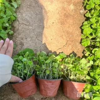 高度22厘米二月兰