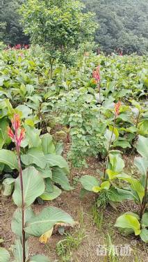 高度30厘米红花美人蕉