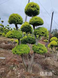 15公分造型亮晶女贞