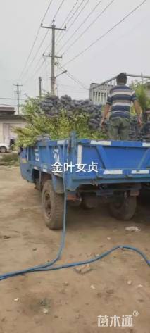 高度50厘米金叶女贞