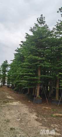 25公分小叶榄仁