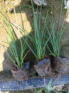 高度15厘米红花葱兰