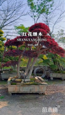 高度100厘米红花继木