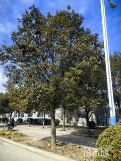 22公分大叶女贞