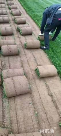 草卷状早熟禾草